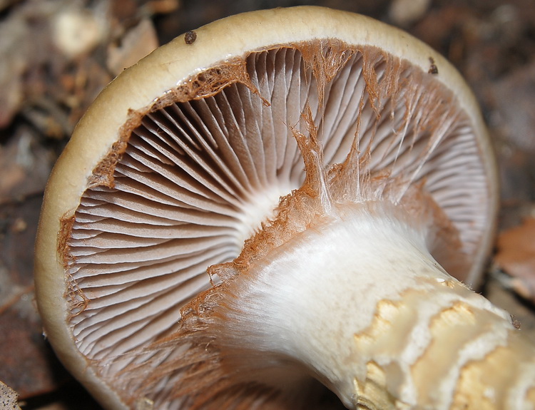 Cortinarius trivialis